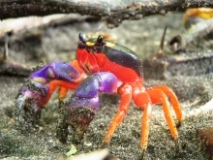 Imagen La fauna (cangrejo)